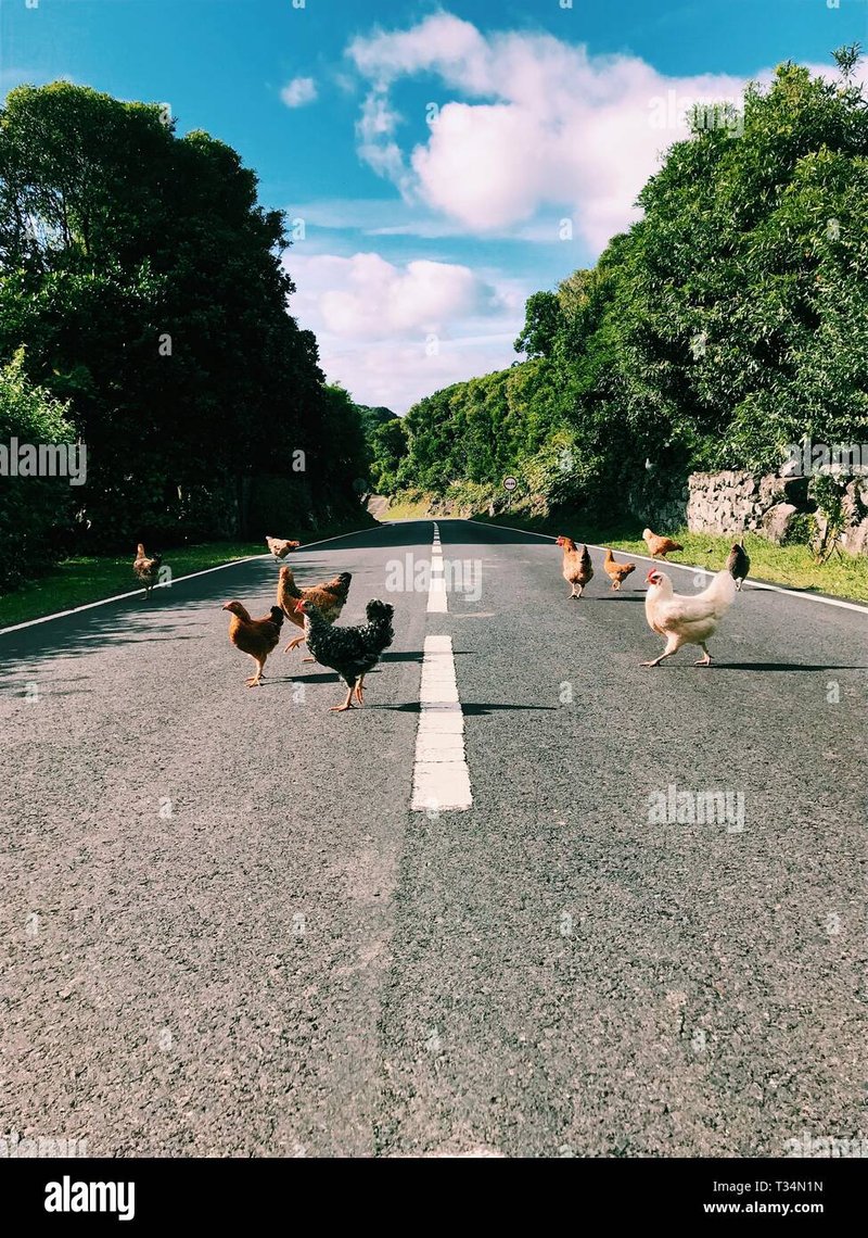 Descubre las emocionantes sensaciones del Juego Chicken Road en España en línea, juego chicken road